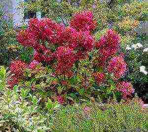 panicle hydrangea diamant rouge planting and care in the open field