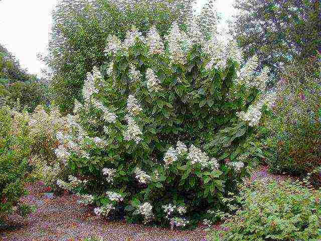 panicle hydrangea best varieties description