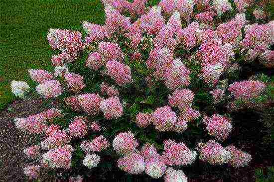 paglalarawan ng pinakamahusay na pagkakaiba-iba ng panicle hydrangea