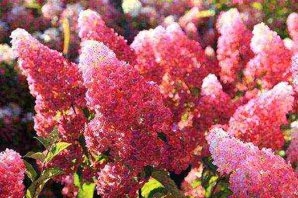 panicle hydrangea best varieties description