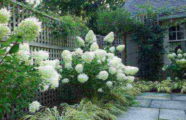 paglalarawan ng pinakamahusay na pagkakaiba-iba ng panicle hydrangea