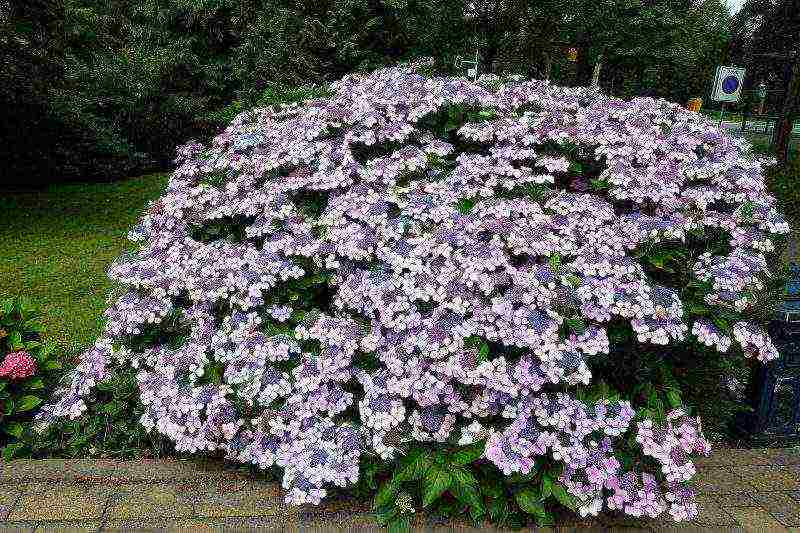 serrata hydrangea santiago planting and care in the open field