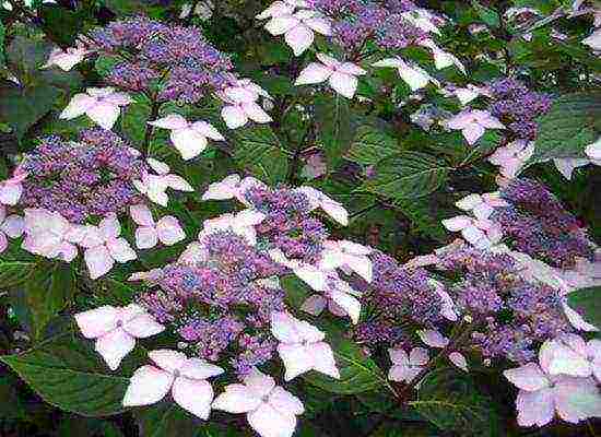 serrata hydrangea santiago planting and care in the open field