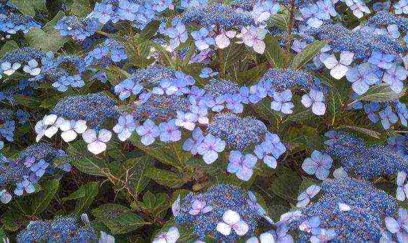 hydrangea serrata santiago planting and care in the open field