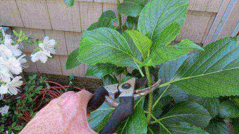 serrata hydrangea santiago planting and care in the open field