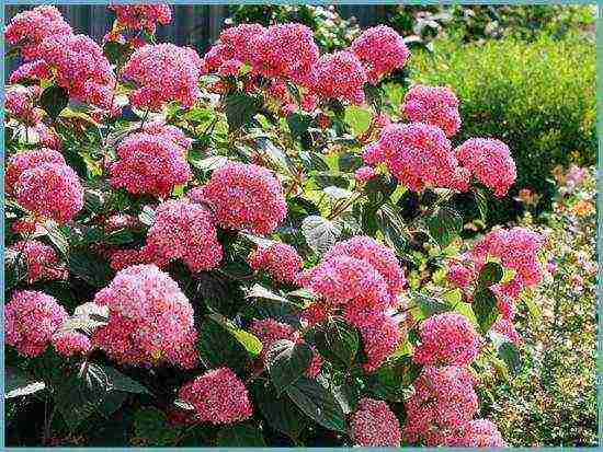 serrata hydrangea santiago planting and care in the open field