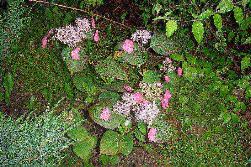 serrata hydrangea santiago pagtatanim at pangangalaga sa bukas na bukid