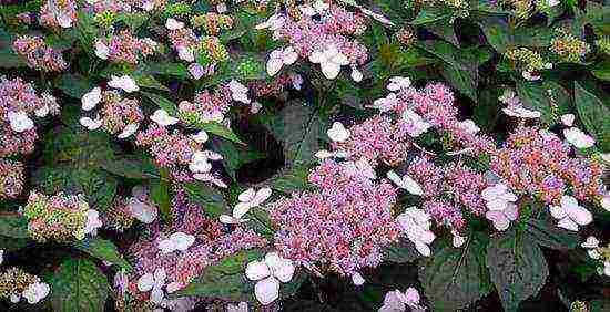 serrata hydrangea santiago pagtatanim at pangangalaga sa bukas na bukid