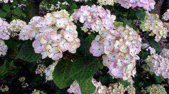 serrata hydrangea santiago planting and care in the open field