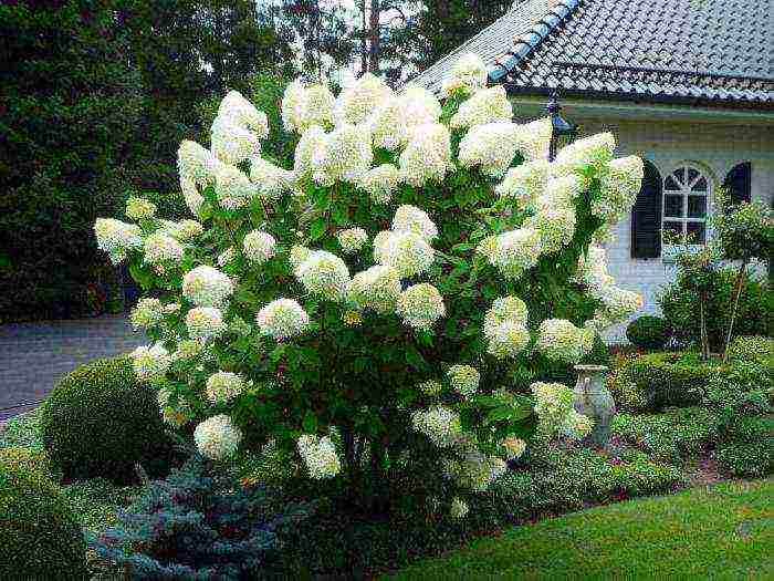 hydrangea polar bear planting and care in the open field