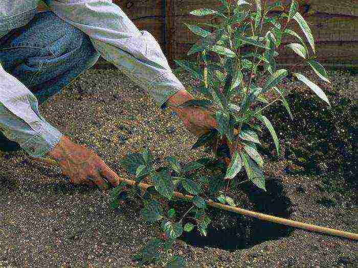 hydrangea polar bear planting and care in the open field