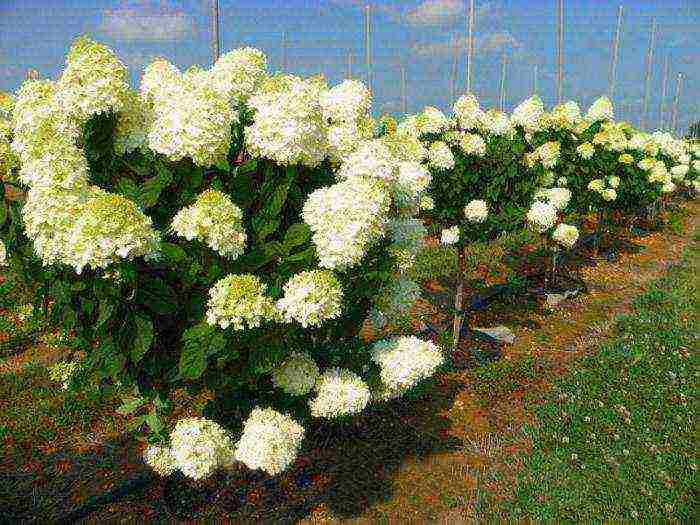 hydrangea polar bear planting and care in the open field