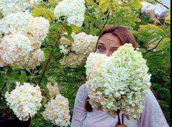 hydrangea polar bear planting and care in the open field