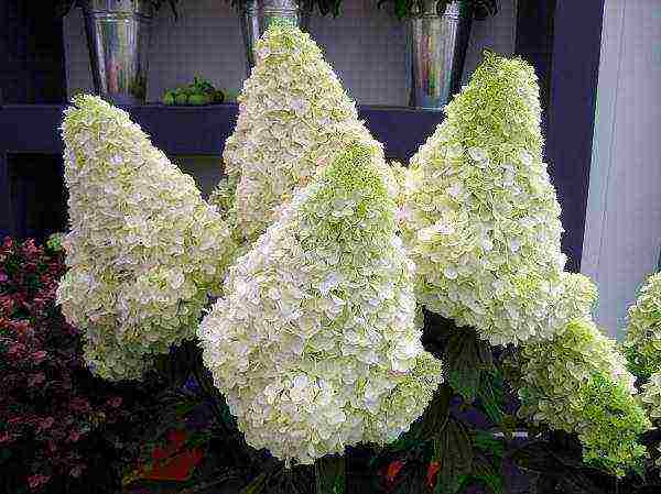 hydrangea polar bear planting and care in the open field