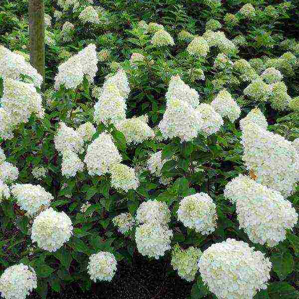 hydrangea polar bear planting and care in the open field