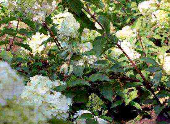 hydrangea polar bear planting and care in the open field