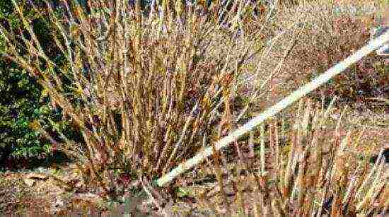 hydrangea polar bear planting and care in the open field