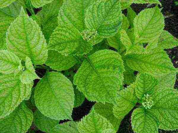 hydrangea garden planting and outdoor care diseases