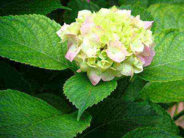 sadnja vrta hortenzije i bolesti njege na otvorenom
