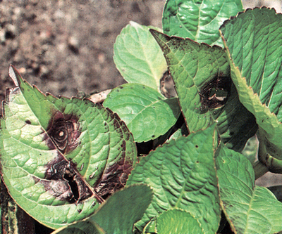 hydrangea garden planting and outdoor care diseases