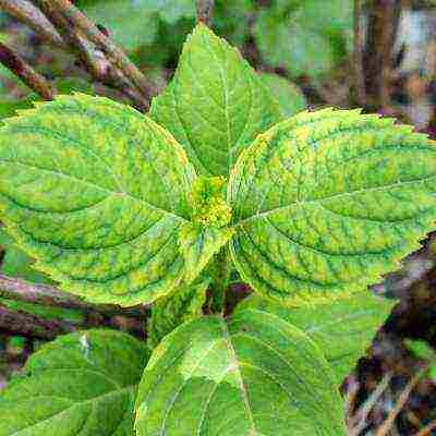 hydrangea garden planting and outdoor care diseases