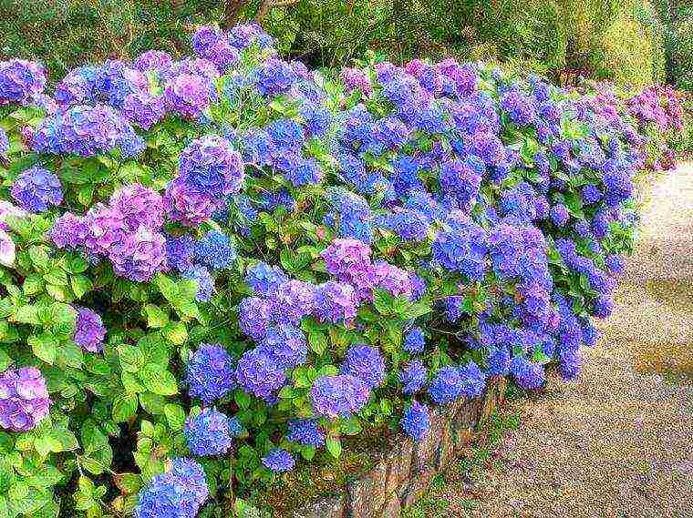 hydrangea garden planting and outdoor care diseases