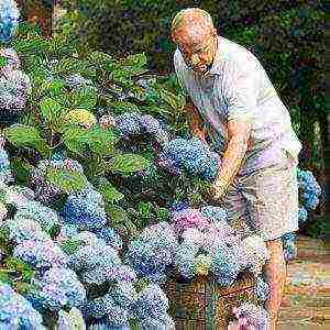 hydrangea garden planting and outdoor care diseases