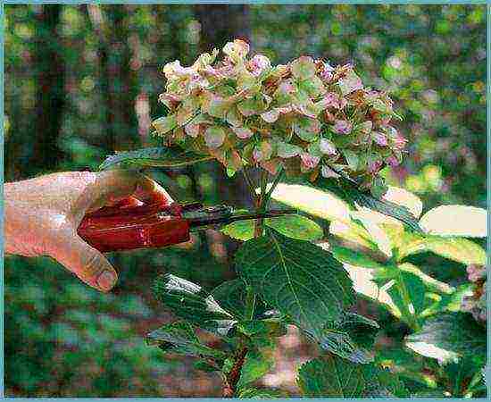 hydrangea garden planting and outdoor care and reproduction