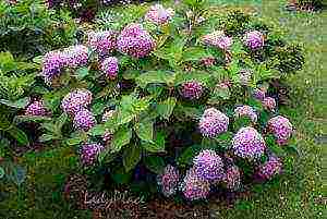 hydrangea garden planting and outdoor care and reproduction