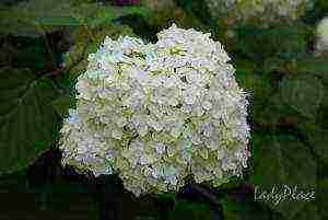 hydrangea garden planting and outdoor care and reproduction