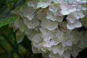 hydrangea garden planting and outdoor care and reproduction