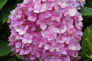 hydrangea garden planting and outdoor care and reproduction