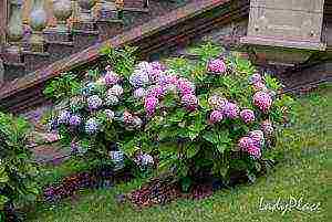 hydrangea garden planting and outdoor care and reproduction