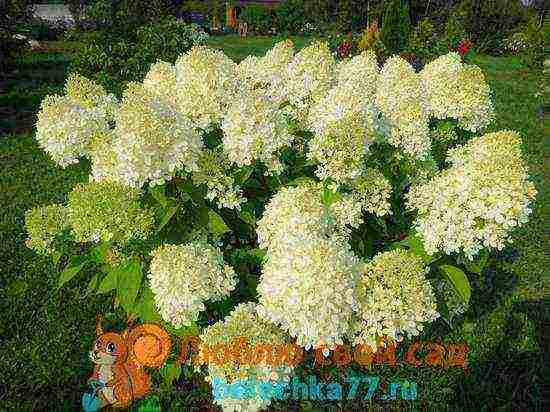 hydrangea garden planting and outdoor care and reproduction