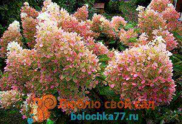 hydrangea garden planting and outdoor care and reproduction