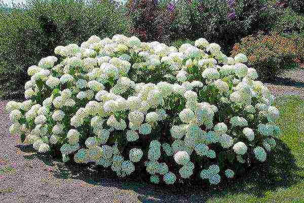 hydrangea garden planting and outdoor care and reproduction