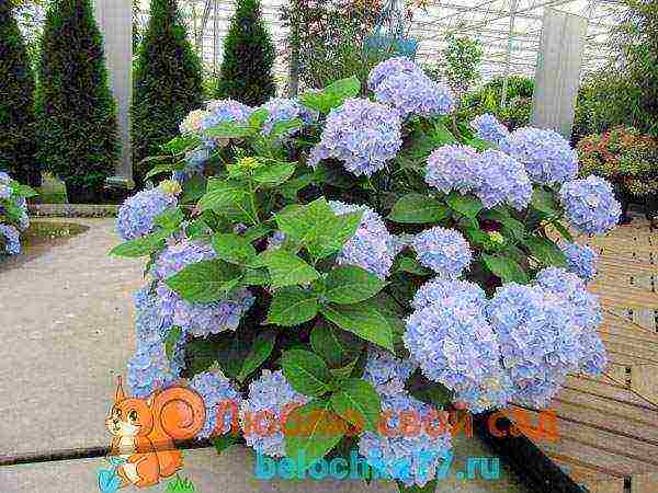 hydrangea garden planting and outdoor care and reproduction