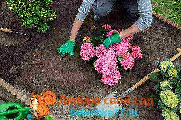 hydrangea garden planting and outdoor care and reproduction