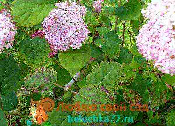 hydrangea garden planting and outdoor care and reproduction