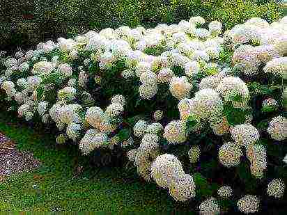 hydrangea strong anabel planting and care in the open field