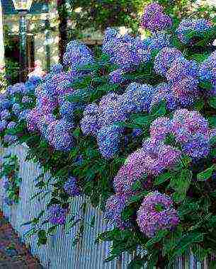 hydrangea strong anabel planting and care in the open field