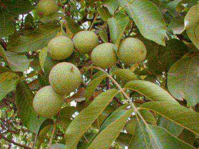walnuts the best varieties