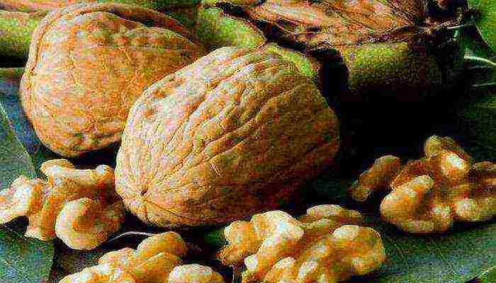 walnuts the best varieties