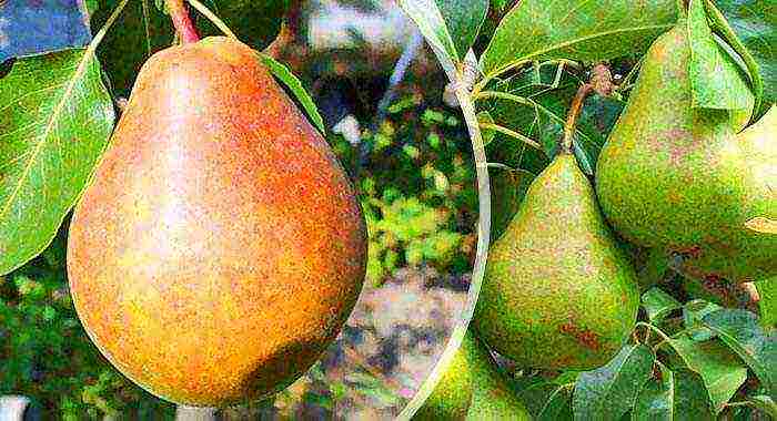 pear best varieties late