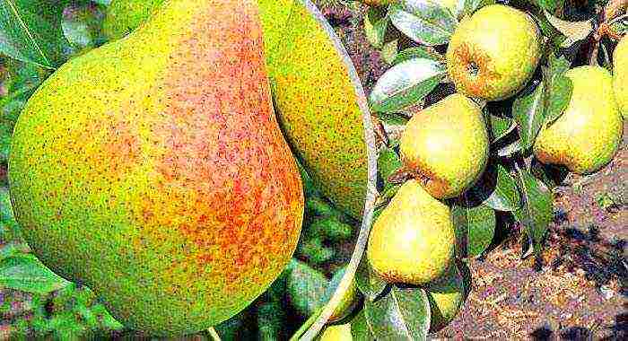 pear best varieties late