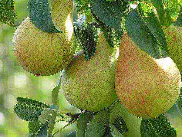 pear best varieties late