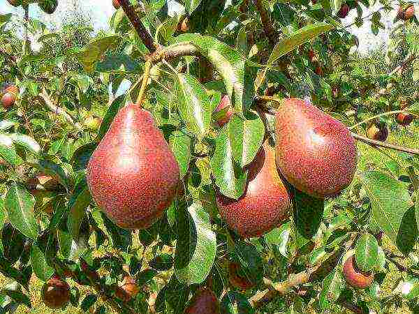 pear best varieties late