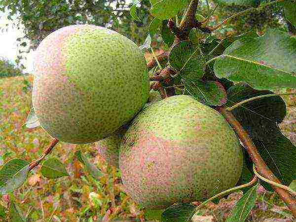 pear best varieties late