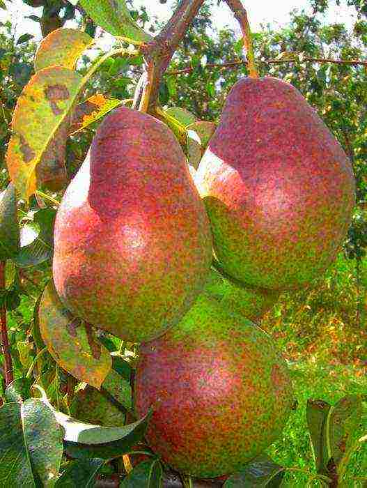 pear best varieties late