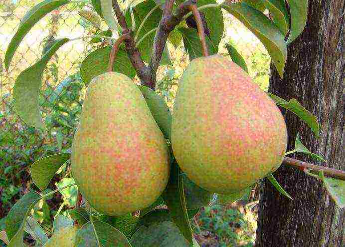 pear best varieties late